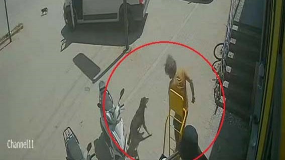 Antalya'da Görüntüler Kan Dondurdu: Kediyi Ezen, Köpeği Tekmeleyen Cani Kamerada! İnsanlık Nereye Gidiyor?