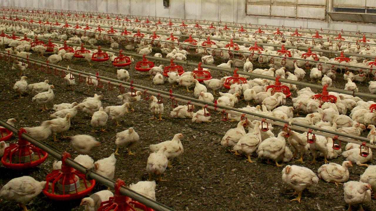 Avustralya'da Kuş Gribi Alarmı: Yerli Türlere Aşı Kararı