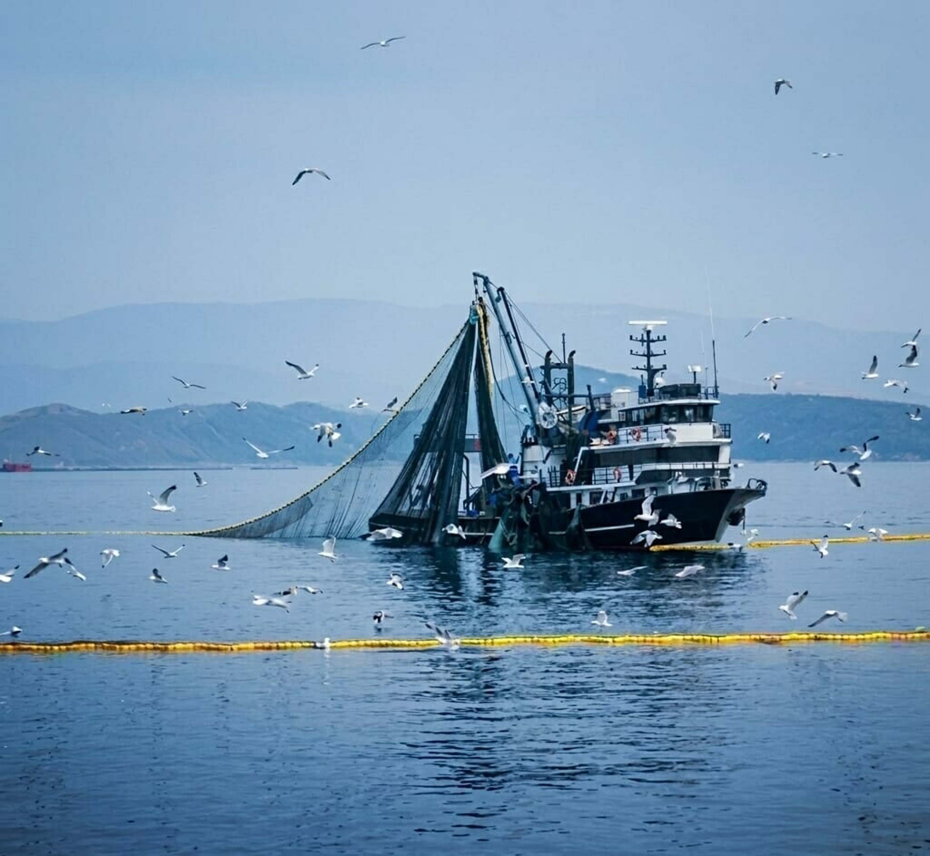 Balık Sofraları Alarm Veriyor! Denizlerde Av Yasağı Başlıyor, Fiyatlar Uçacak Mı?