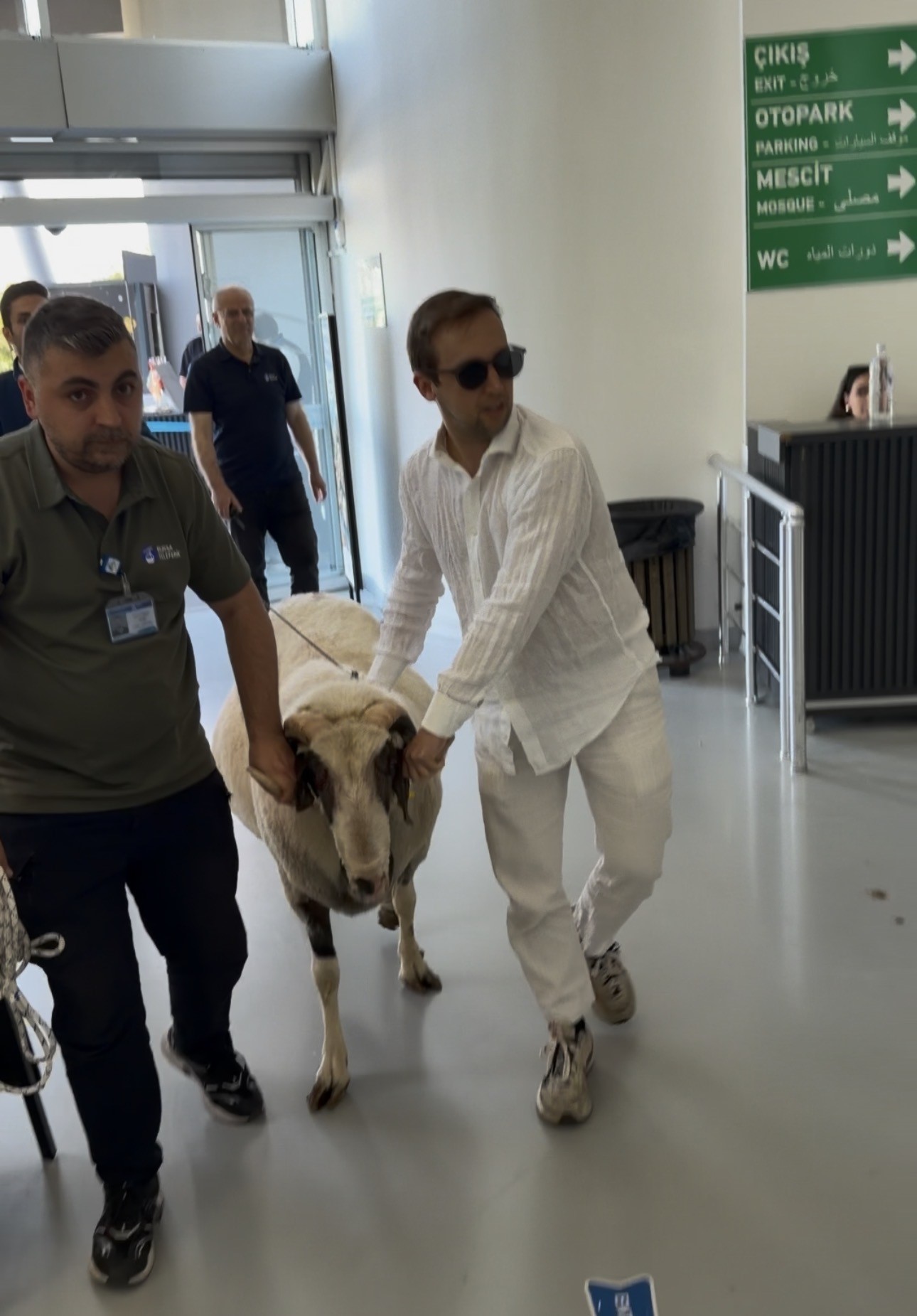 Bursa'da Şaşkınlık Yaratan Görüntü! Kurbanlık Koç Teleferiğe Bindi, Uludağ'ın Zirvesine Yolculuk Yaptı!