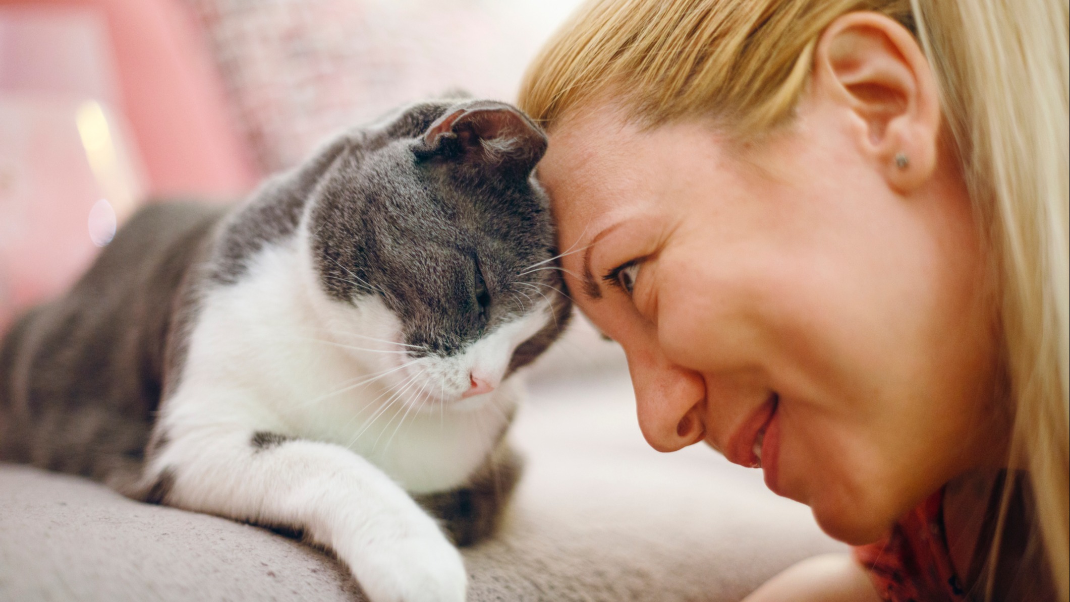 Evcil Hayvanınız Sıkılıyor mu? Çin'den Müjde! 24 Saat Onlara Özel TV Kanalı!