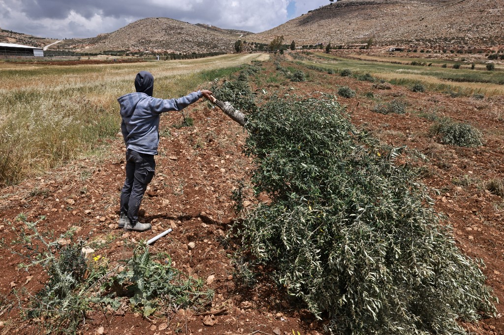 Filistin'de Kan Donduran Olay! İsrailli Yerleşimciler Zeytinlikleri Yok Etti!