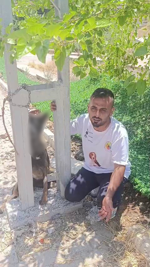 Hatay'da Vahşet: Sahipli Köpek Zehirlenerek Elektrik Direğine Asıldı
