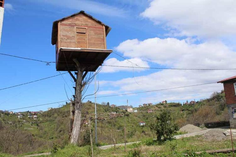İstanbul'dan Kaçış! Adam 7 Metre Yüksekliğe Ağaç Ev Yaptı: İşte Hayallerin Gerçek Olduğu An