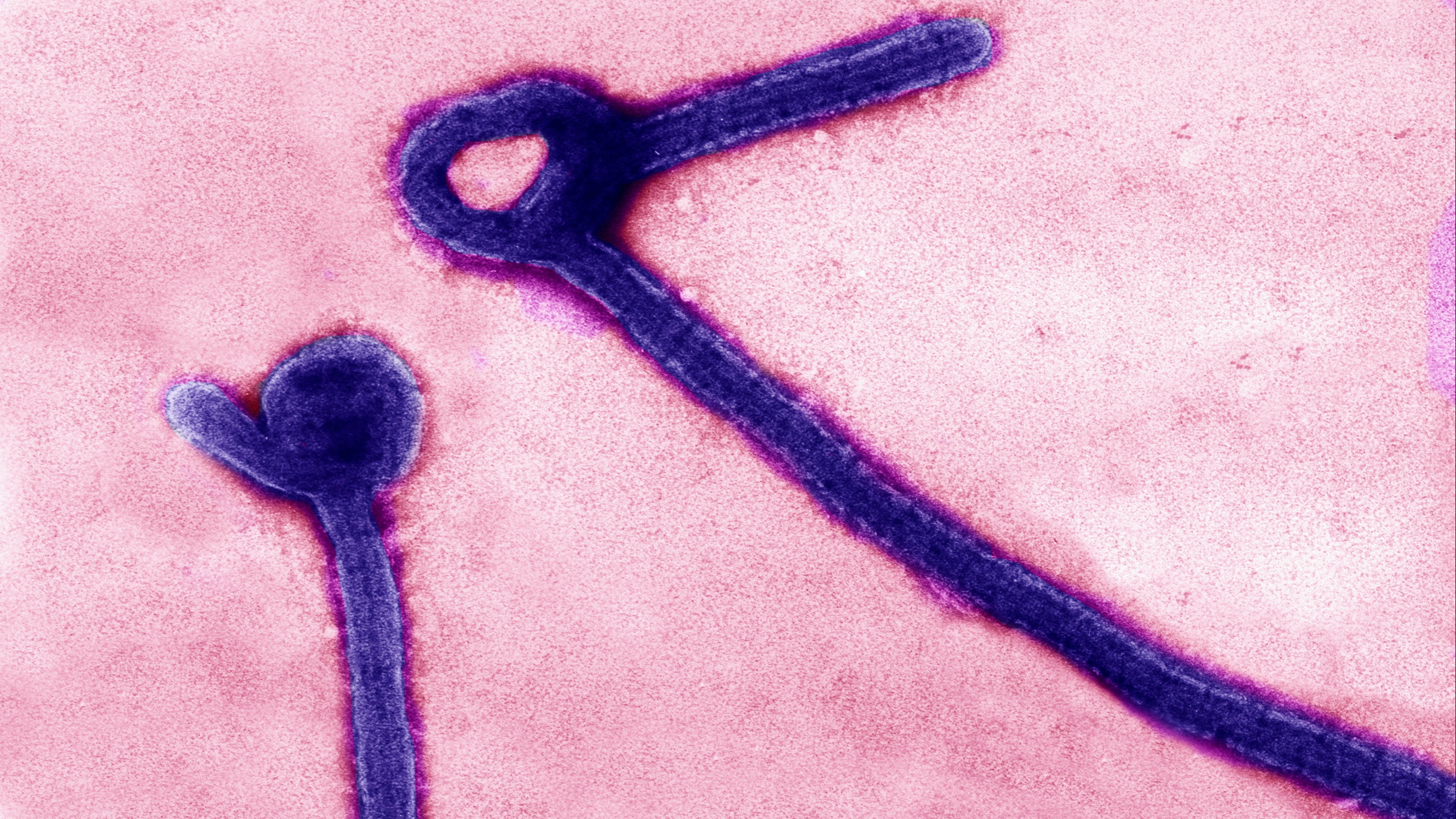 Kabus Geri Döndü! Ebola Alarmı: DSÖ Acil Toplanıyor, Ölümcül Virüs Yayılıyor!