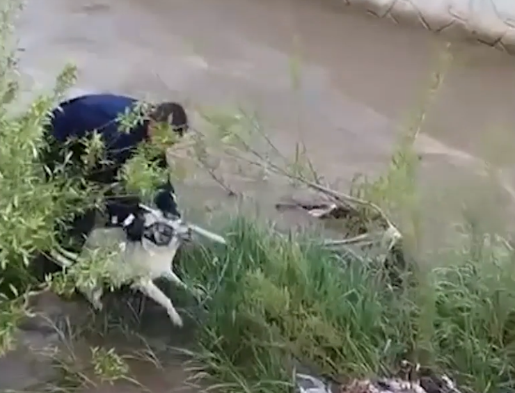 Kahraman İtfaiyeci! Çaya Düşen Köpeği Kurtarırken Isırıldı Ama Vazgeçmedi!