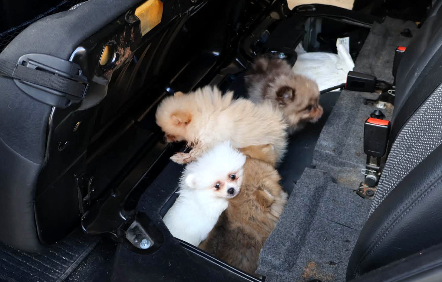 Kapıkule'de Yasa Dışı Yollarla Sokulmak İstenen Yavru Köpekler Yakalandı
