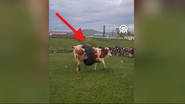 Kars'ta Şaşkınlık Yaratan Anlar! İneğin Boynuna Geçen Traktör Lastiği Nasıl Çıkarıldı?