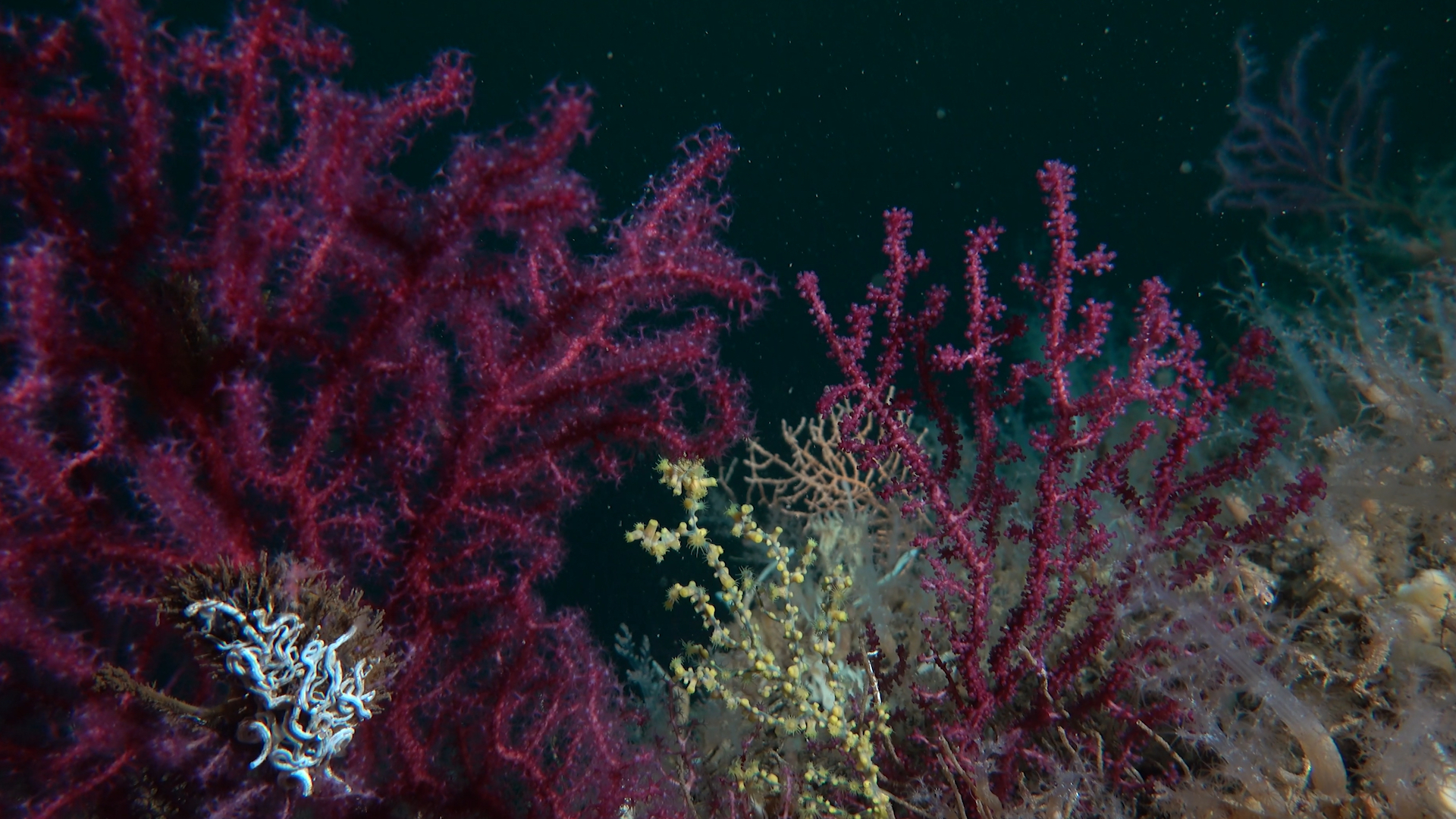 Marmara'da Mucize Başlıyor! Bakan Kurum'dan Denizleri Yeşertecek Dev Proje!