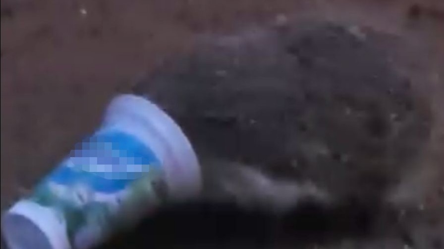 Minik Kirpinin Dramı! Ayran Kutusu Az Kalsın Hayatına Mal Oluyordu