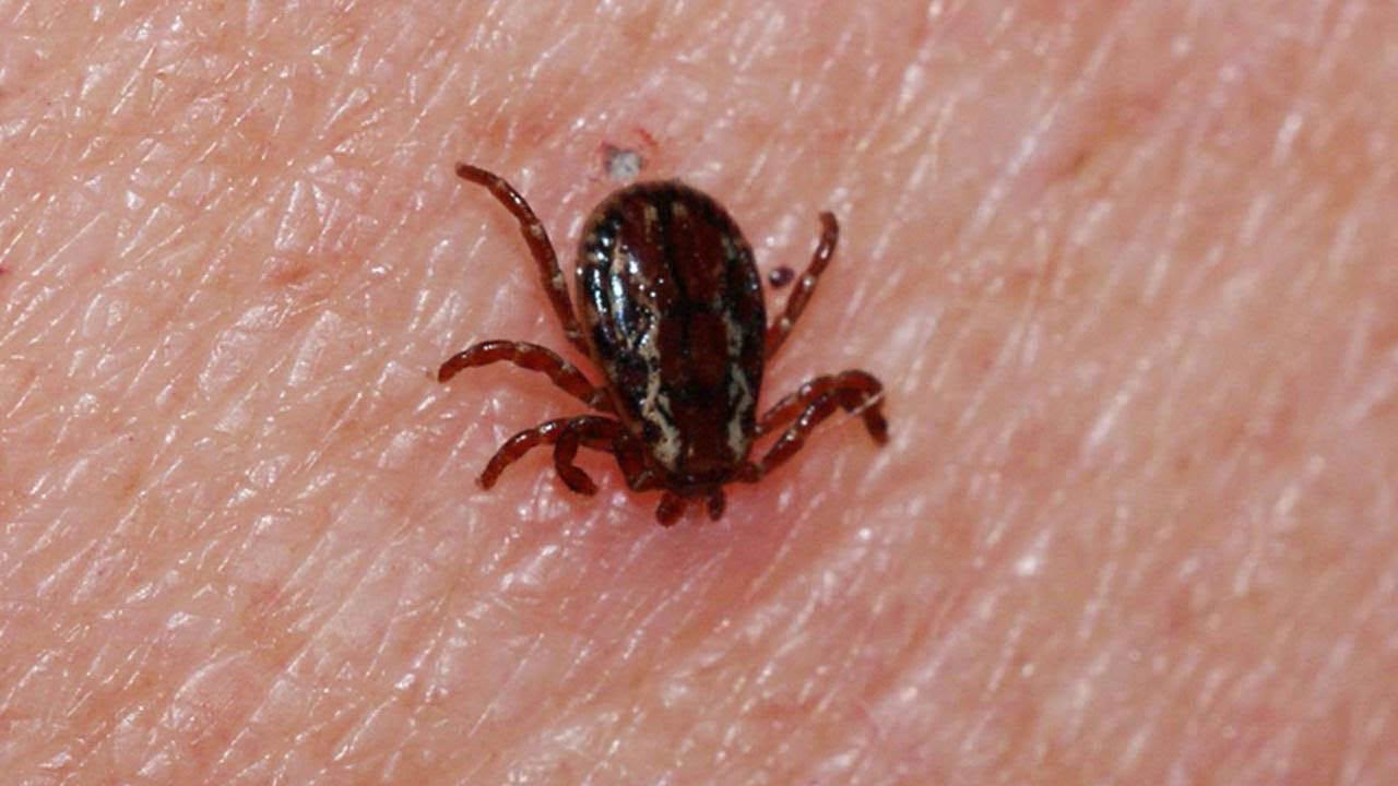 Sivas'ta Korkunç Şüphe! KKKA Alarmı Verildi: Bir Can Kaybı
