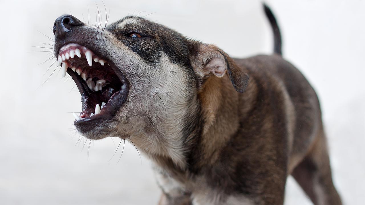 Van'da Acı Haber! Başıboş Köpekler Minik Yavruyu Hayattan Kopardı!